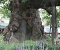 삼척 교가리 느티나무 밑동 썸네일 이미지