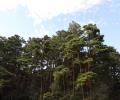 삼척 준경묘 소나무 숲 썸네일 이미지