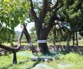 삼척 궁촌리 음나무와 제단 썸네일 이미지